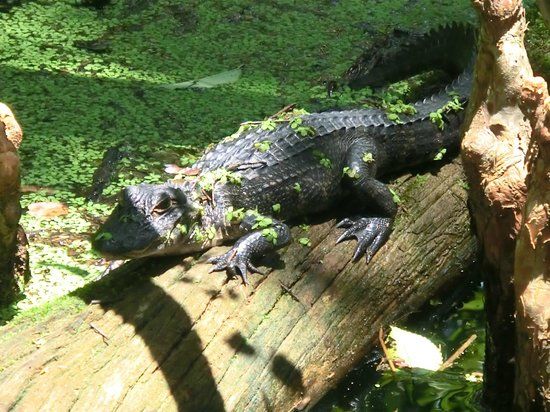 Osceola Schools Environmental Study Center
